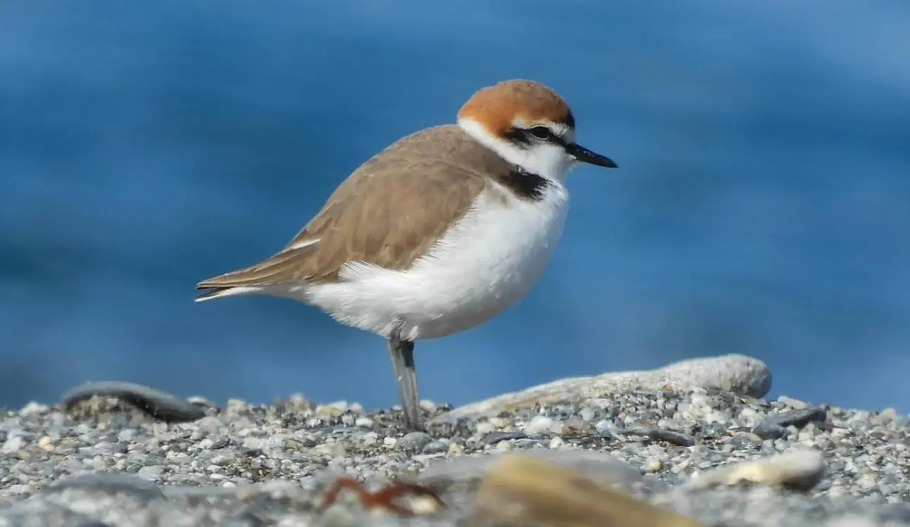 Niente mezzi meccanici o feste rumorose in spiaggia: tre Comuni calabresi in prima fila nella protezione del fratino\n
