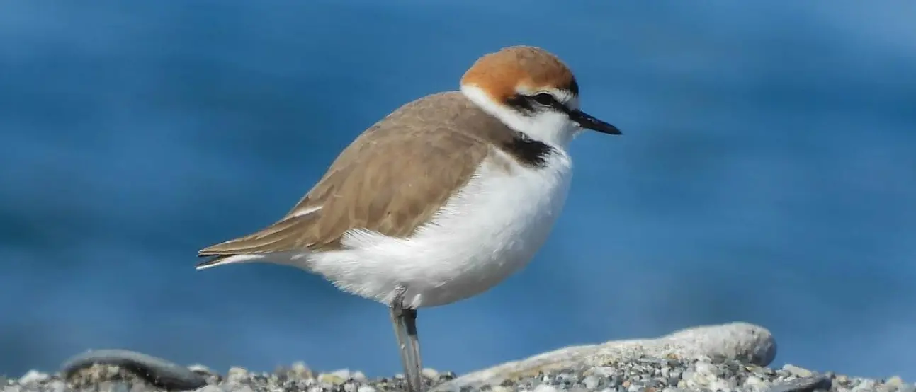 Niente mezzi meccanici o feste rumorose in spiaggia: tre Comuni calabresi in prima fila nella protezione del fratino\n
