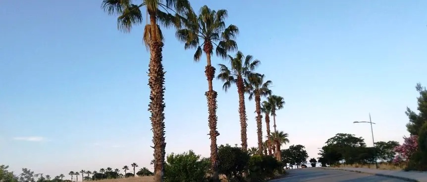 Amendolara, a luglio e agosto un mercatino serale sul lungomare