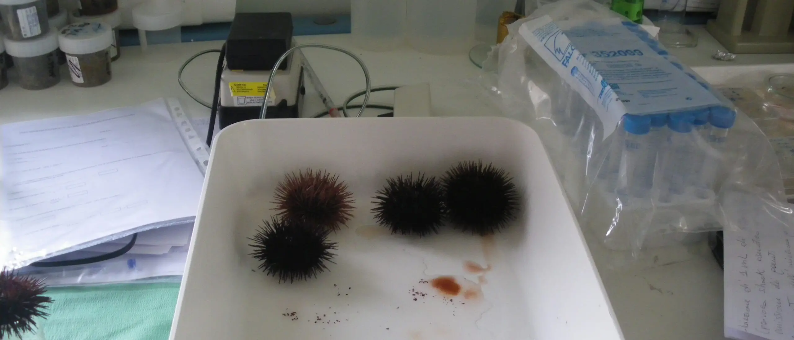 Dragaggi: Arpacal player pubblico regionale per caratterizzazione e analisi dei sedimenti marini