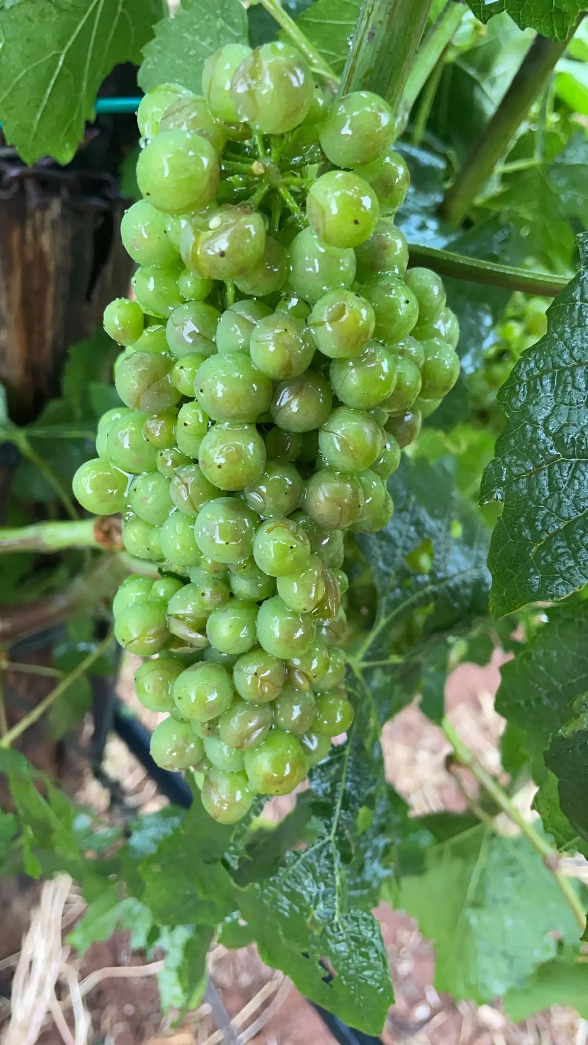 Maxigrandinata tra il Pollino e la Sibaritide. Danni alle colture