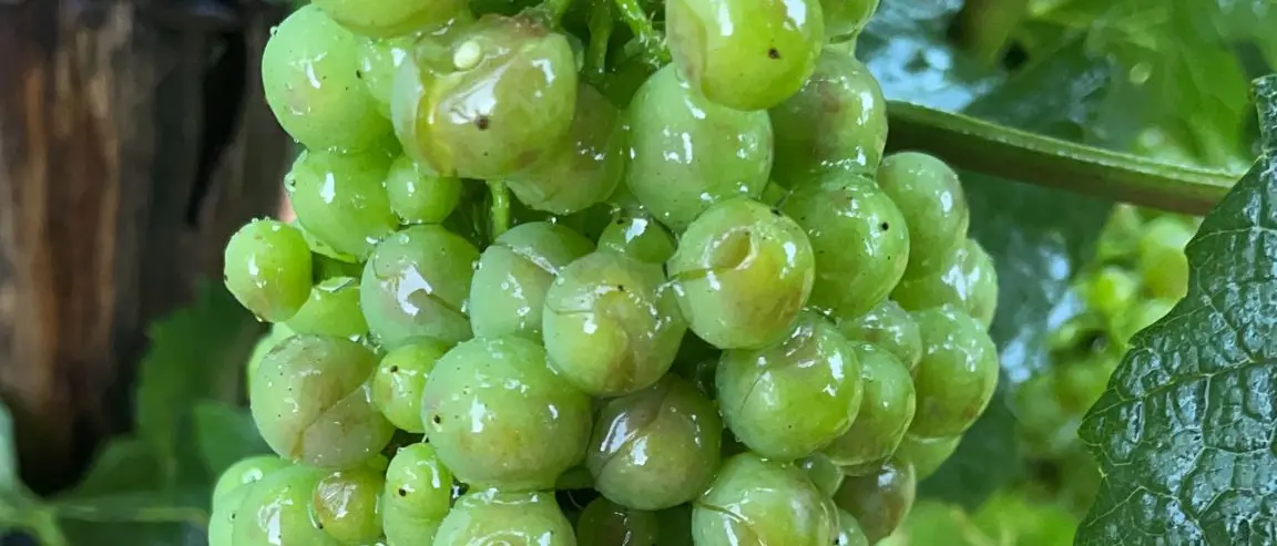 Maxigrandinata tra il Pollino e la Sibaritide. Danni alle colture