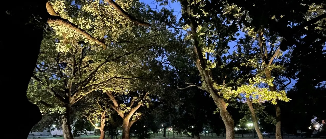 A Rende “Le querce degli abbracci e della memoria” per ricordare le vittime Covid