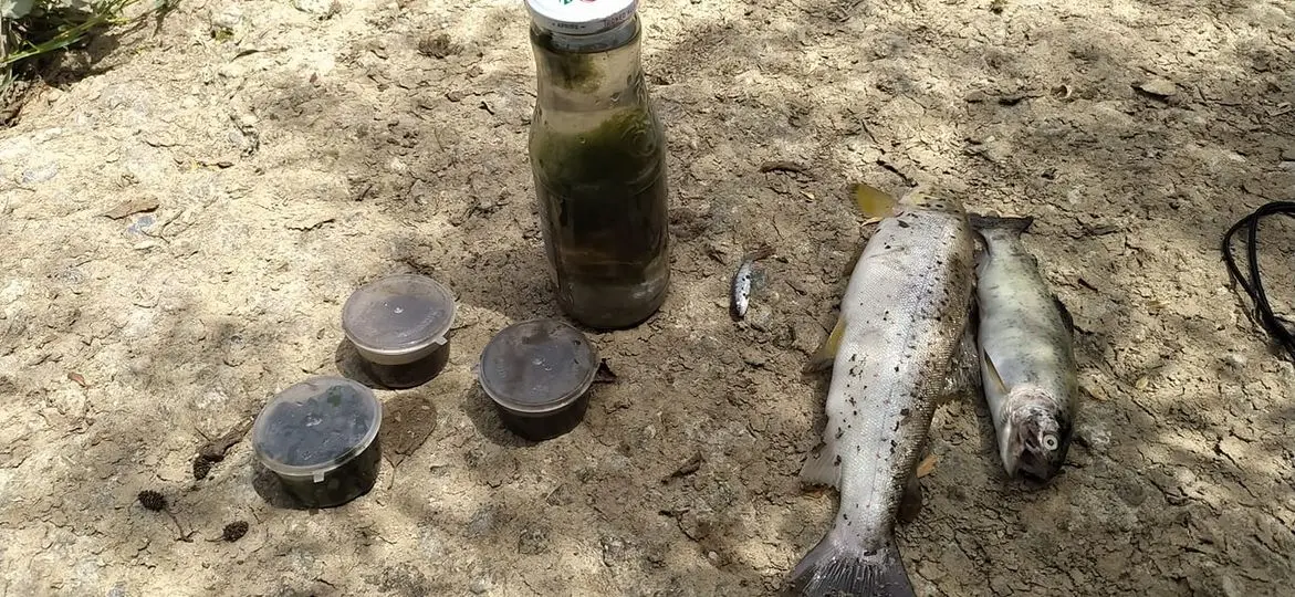 Fiume Busento, disastro ambientale già nel 2018: gli ultimi sviluppi