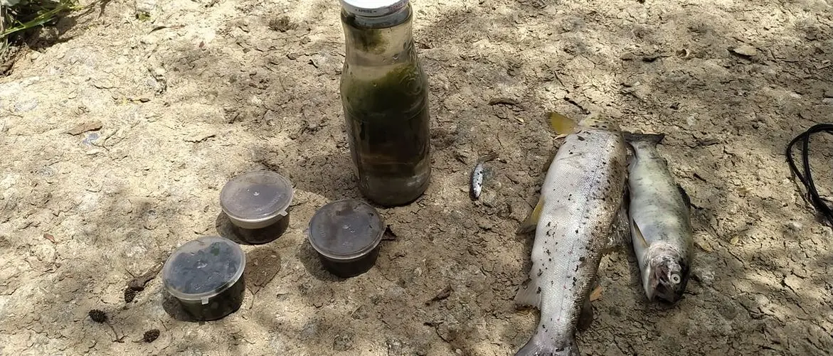 Fiume Busento, disastro ambientale già nel 2018: gli ultimi sviluppi