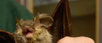 Covid, i pipistrelli si infettano ma non si ammalano: ecco perché