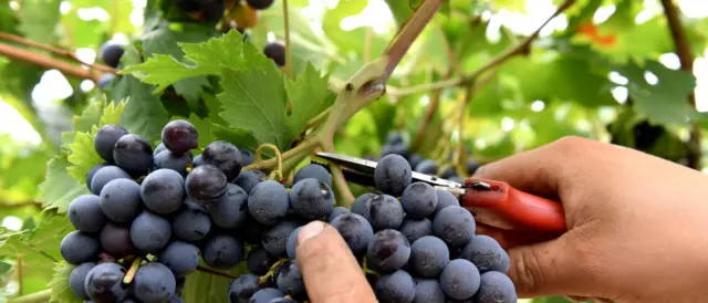 Una prima fotografia del vigneto Calabria: si attende una buona annata