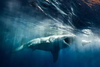 Giornata mondiale degli squali, oltre un terzo delle specie è a rischio