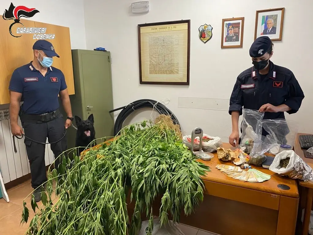 San Vincenzo la Costa: Carabinieri scoprono coltivazione di marijuana