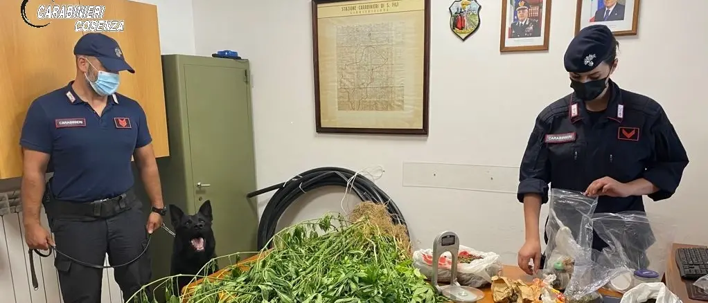 San Vincenzo la Costa: Carabinieri scoprono coltivazione di marijuana