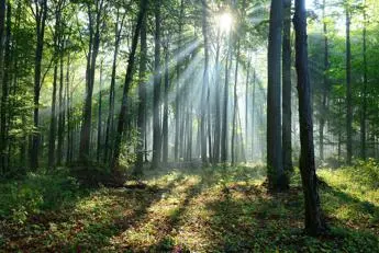 Dl semplificazioni, Assolegno: bene ok ad accordi di foresta