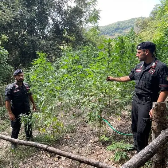 Cetraro, i Carabinieri distruggono una coltivazione di 400 piante di Marijuana