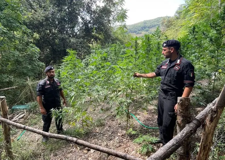 Cetraro, i Carabinieri distruggono una coltivazione di 400 piante di Marijuana