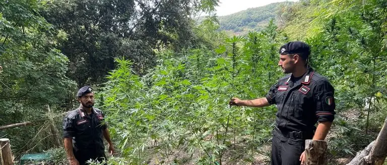 Cetraro, i Carabinieri distruggono una coltivazione di 400 piante di Marijuana
