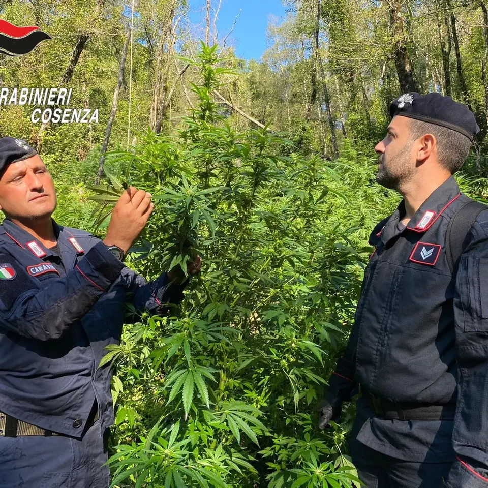 Cetraro, scoperta e distrutta una nuova coltivazione di marijuana