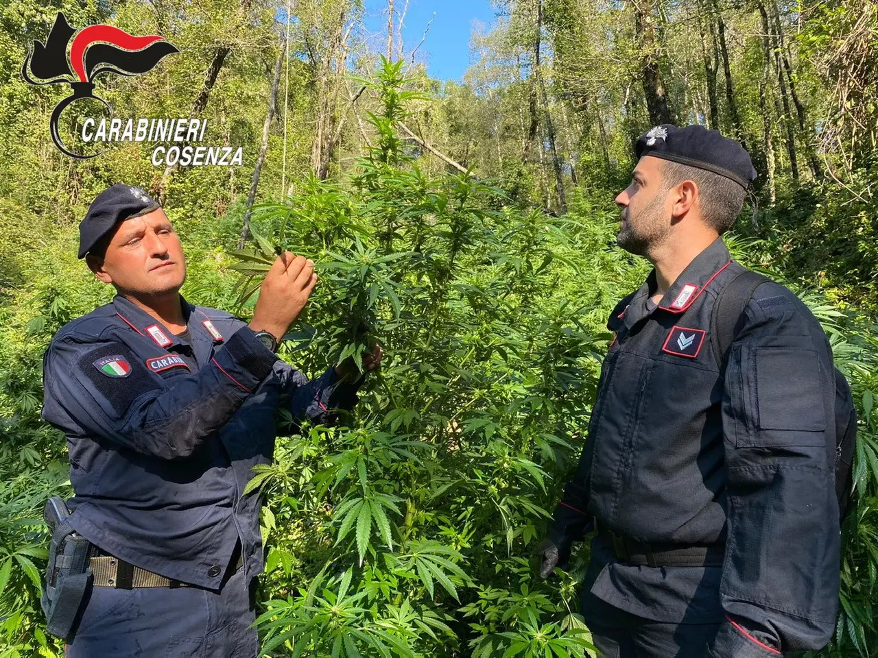Cetraro, scoperta e distrutta una nuova coltivazione di marijuana