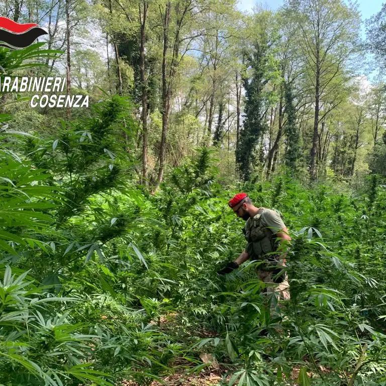 Cetraro, rinvenuta una piantagione di canapa indiana: cinque arresti