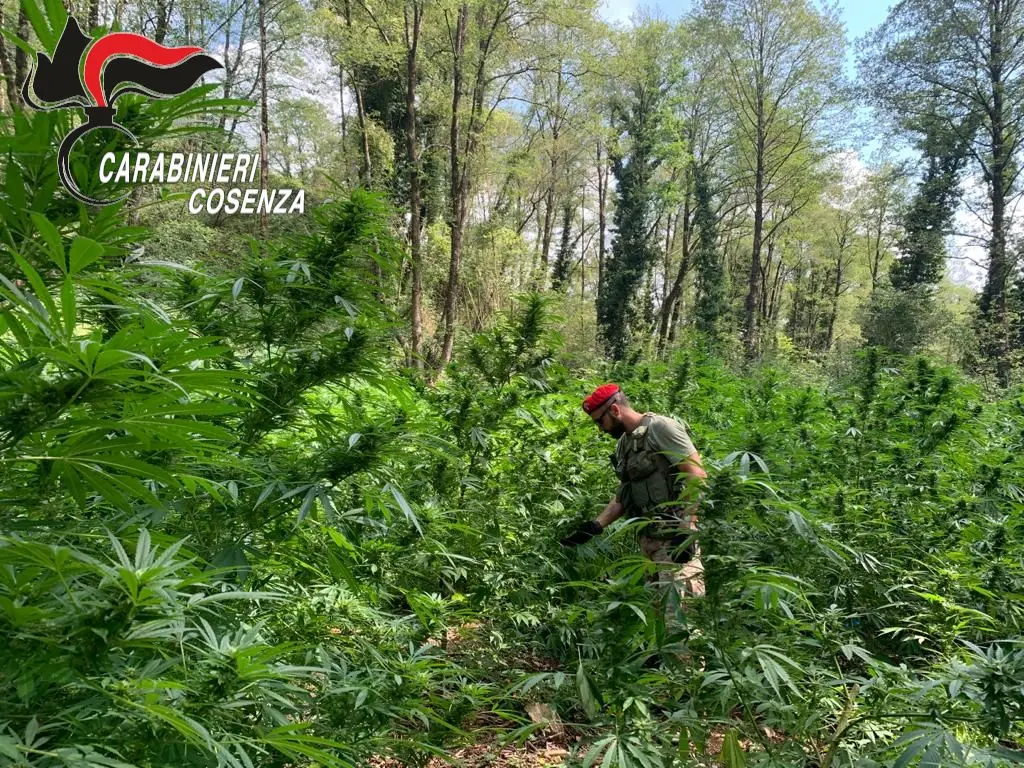 Cetraro, rinvenuta una piantagione di canapa indiana: cinque arresti