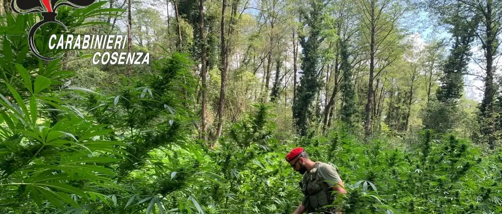 Cetraro, rinvenuta una piantagione di canapa indiana: cinque arresti