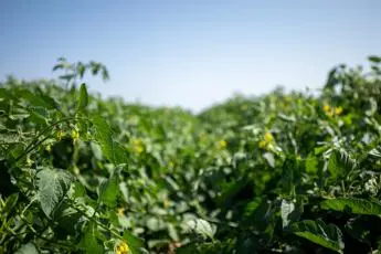 Transizione verso piano alimentare rigenerativo, l'impegno di Nestlè