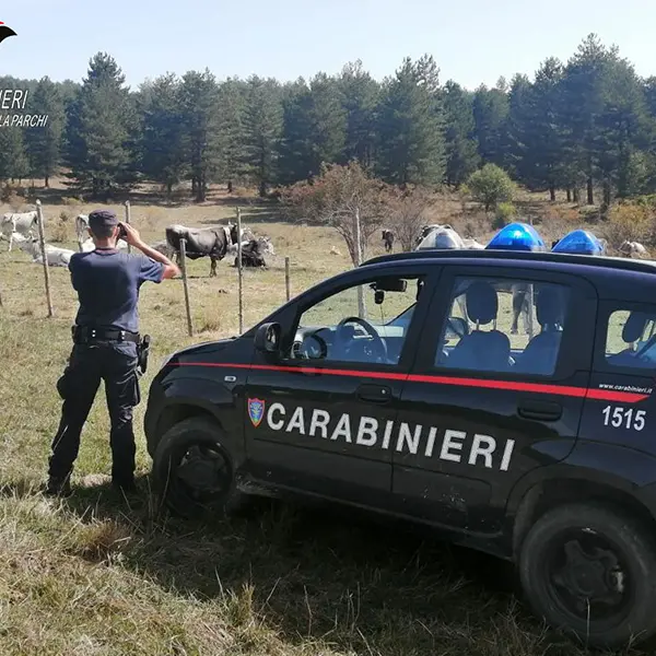 Controlli e sanzioni sulla gestione dei pascoli nel Parco della Sila