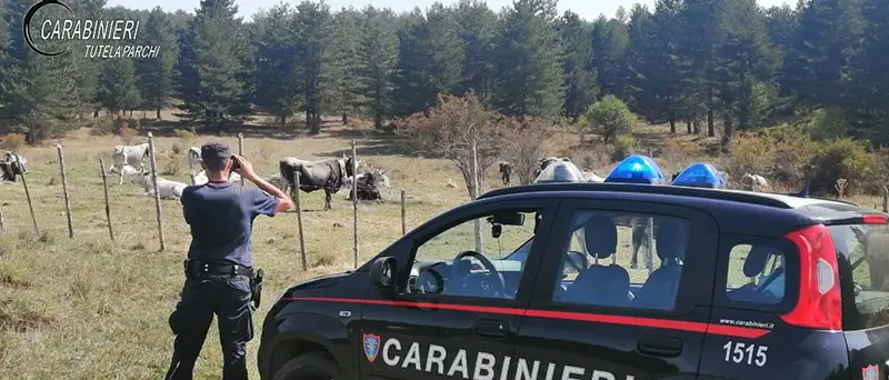 Controlli e sanzioni sulla gestione dei pascoli nel Parco della Sila