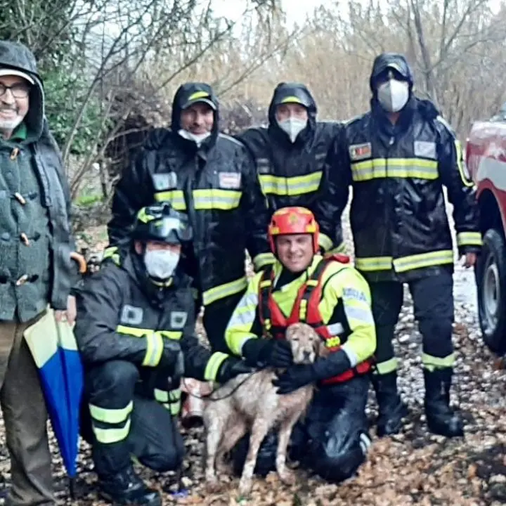 Cerisano, cane cade in un torrente: salvato dai pompieri (VIDEO)