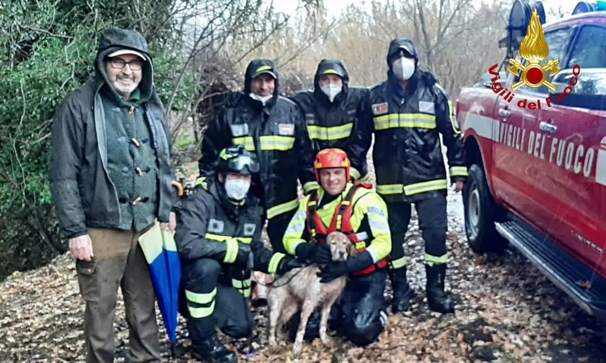 Cerisano, cane cade in un torrente: salvato dai pompieri (VIDEO)