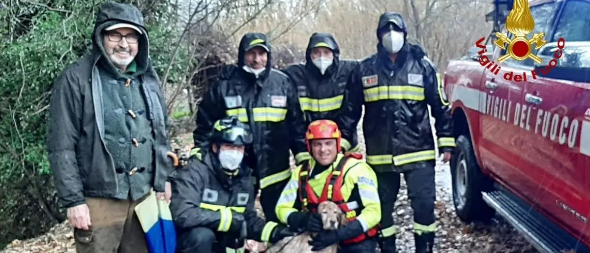 Cerisano, cane cade in un torrente: salvato dai pompieri (VIDEO)