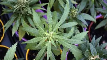 Referendum sulla cannabis, raggiunte 500mila firme