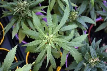 Referendum sulla cannabis, raggiunte 500mila firme