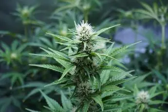Cannabis legale referendum, cosa succede ora?