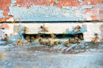 Insetti impollinatori, Ispra: 9% di api e farfalle a rischio estinzione