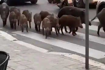Roma, cinghiali a spasso sulla Trionfale: video è virale