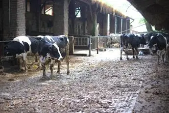 Allarme produttori latte: \"Le stalle chiudono\"