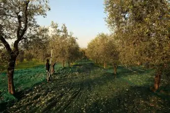 Consorzio olio Garda Dop, fare squadra per valorizzare prodotto che non conosce crisi