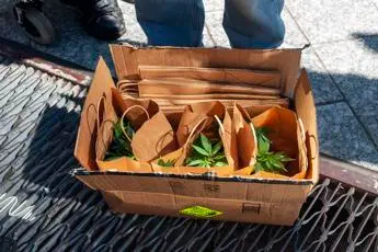 Referendum cannabis, Lega non partecipa a voto proroga in Cdm