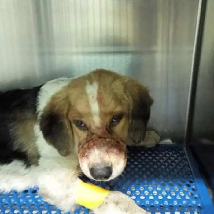 Praia, cane torturato con un fil di ferro attorno al muso e costretto al digiuno: salvato dai volontari