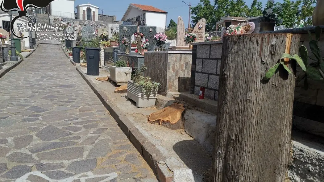 Caloveto: taglio alberi al Cimitero, una denuncia