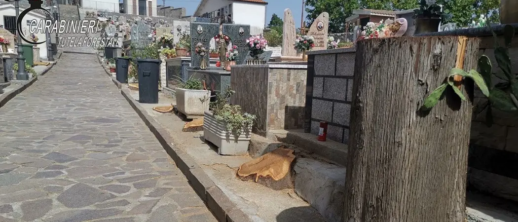 Caloveto: taglio alberi al Cimitero, una denuncia