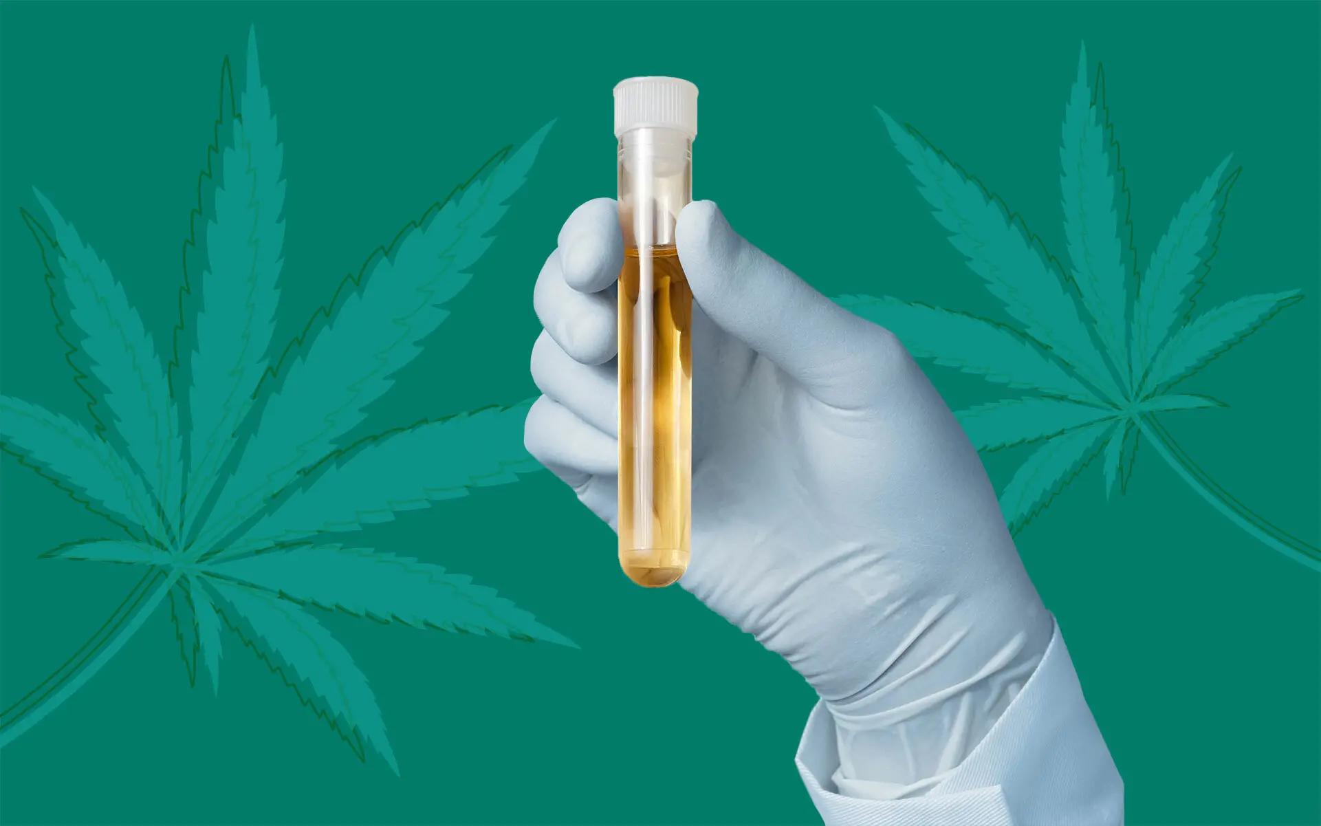 Cosenza, uomo alla guida positivo al test della Cannabis: assolto 39enne di Catania