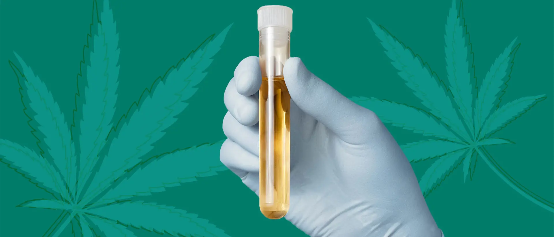 Cosenza, uomo alla guida positivo al test della Cannabis: assolto 39enne di Catania