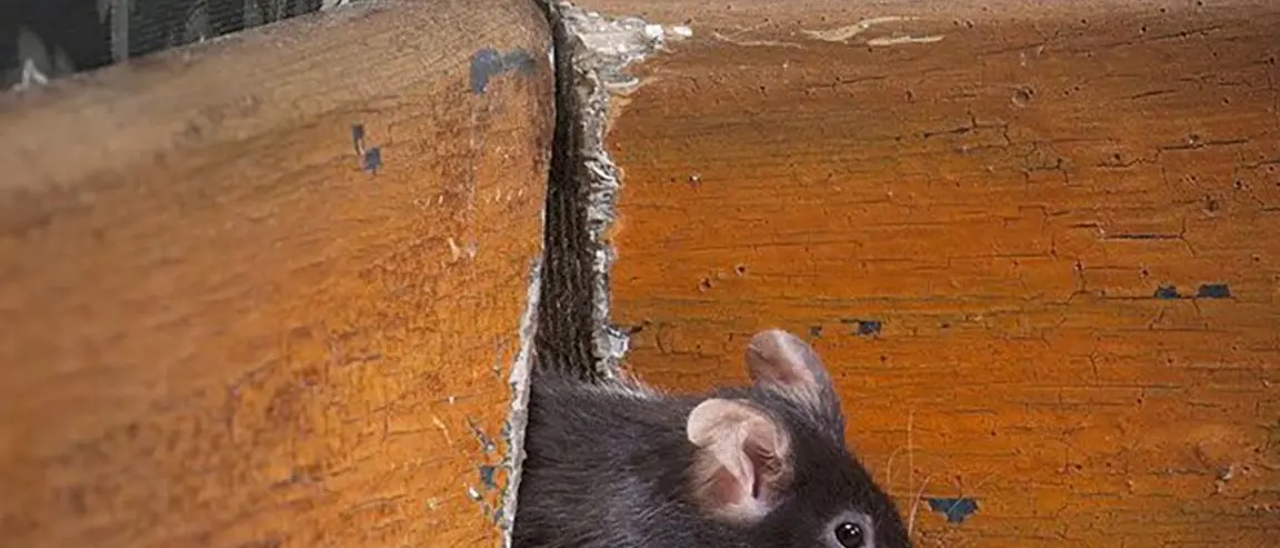 Topi a passeggio nei corridoi della scuola. «A rischio la salute degli studenti»