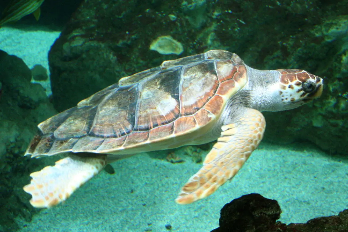 La Caretta Caretta \"Francesca\", salvata a Cetraro, è tornata in mare