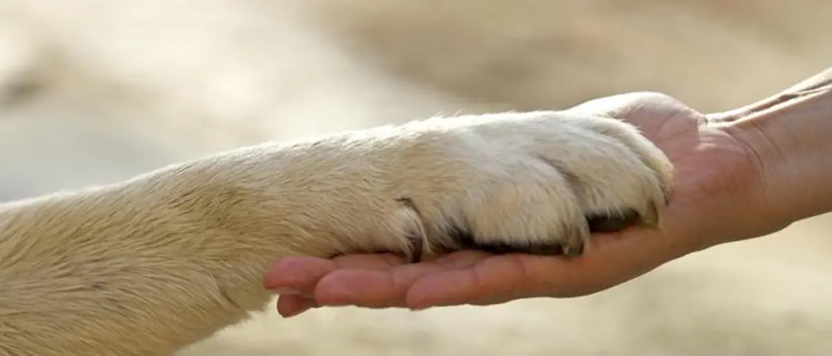 Una zampa in famiglia, il progetto veterinario didattico dell'Anmvi arriva nelle scuole di Cosenza