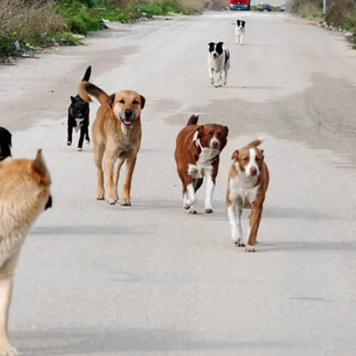 Unical, allarme cani randagi: gli studenti sono preoccupati