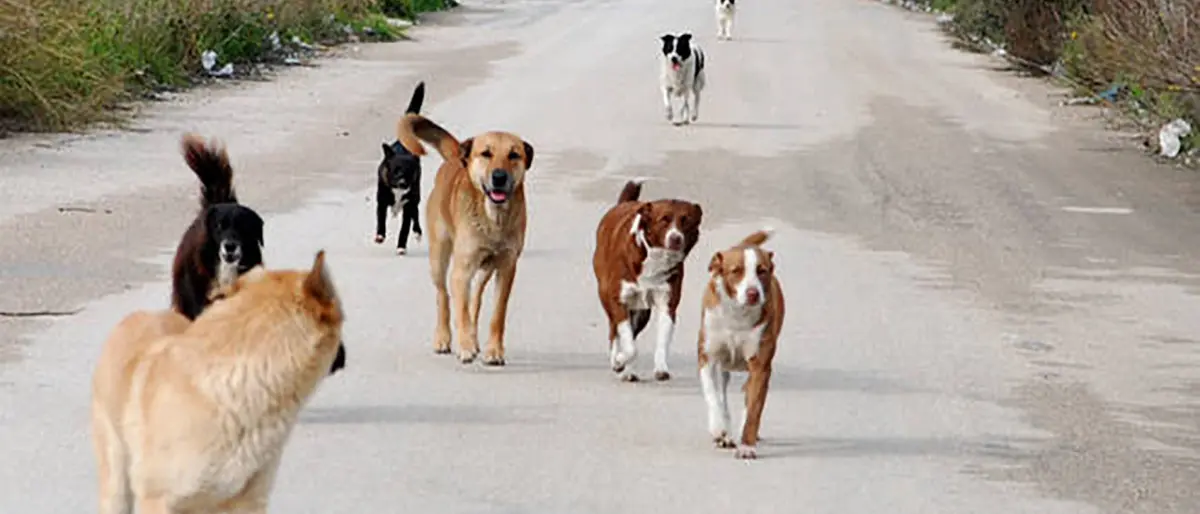 Cosenza, cittadini indignati per i bocconi avvelenati lasciati su Viale Parco
