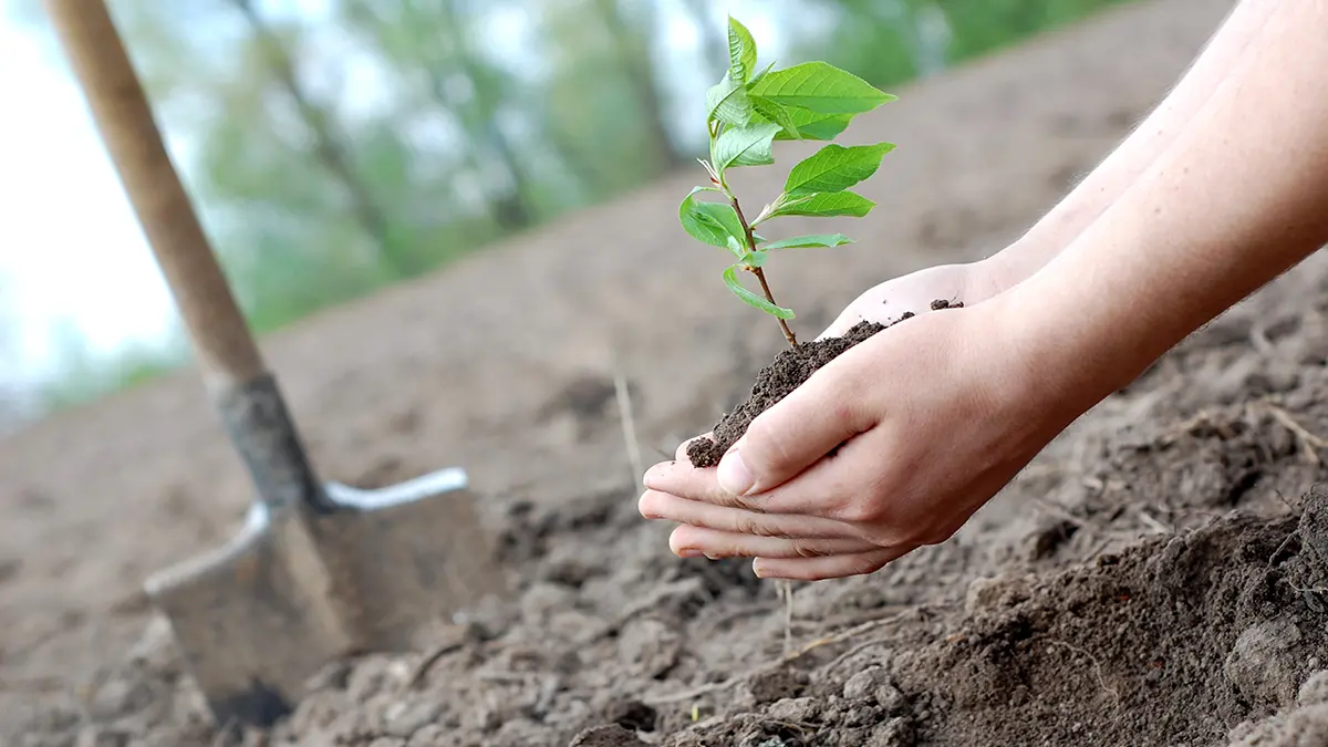 Plant in hands of people.