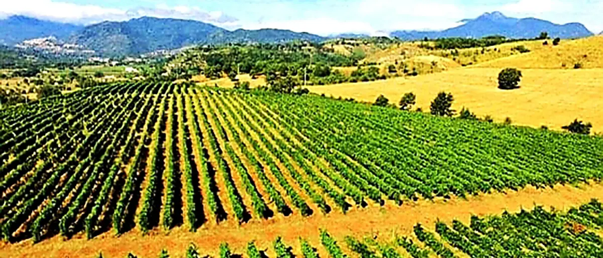 A Malvito identità enologiche e la promozione enoturistica del territorio