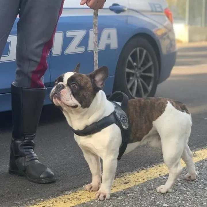 Cosenza, ritrovato un bull dog francese: era scomparso dopo un incidente sull'A2